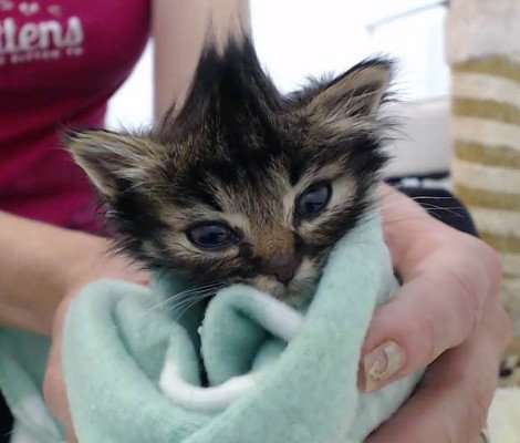 Meet Nano, The Tiniest Kitty Ever Rescued