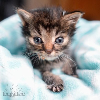 Meet Nano, The Tiniest Kitty Ever Rescued