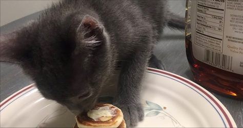 Girlfriend Was Concerned Leaving Her Kitty With Her Boyfriend. The Guy Makes The Smallest Pancakes Ever For the Kitten