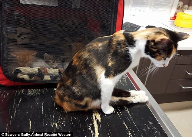 Cat Left Paralyzed By Evil Man Drags Herself To The Place She Left Her Babies