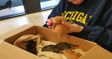 4 Abandoned Kittens Found By Good Samaritan Now Waiting for Forever Homes