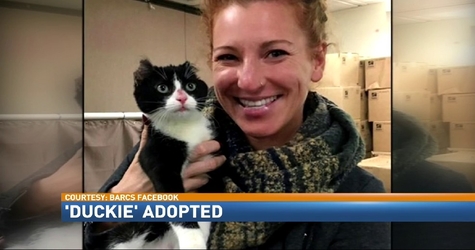 Kitty Found With Burned Ears Gets a New Forever Home