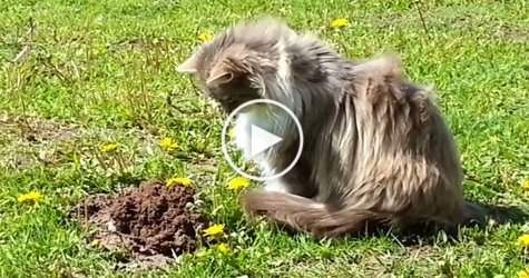 What This Cat Did When She Noticed A Mole Is Really Unexpected . LOL. HILARIOUS !