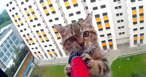 DRAMATIC Kitten Rescue From a 12Th Story Ledge