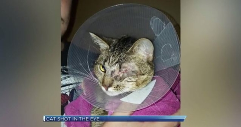 Cat Was Shot In Her Eye After Running Away From Home