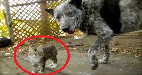 Disabled Kitty Makes Friends With Dog. WOW. What a Great Story.