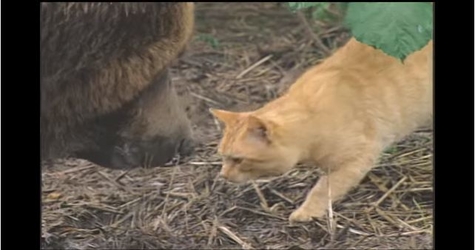 An Unlikely Friendship With Little Cat And Grizzly
