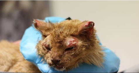 Amazing Cat Rescued From Home Explosion Luckily Survives