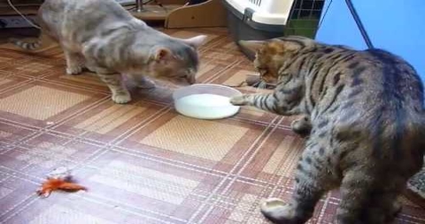 Cutest Cat Fight Over Milk.. LOL. Hilarious Reaction.