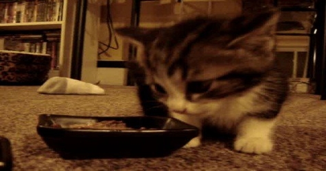 Adorable Kitty Saying " YUM YUM " While Eating. HILARIOUS Reaction