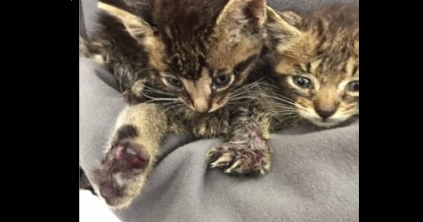 RESCUED KITTIES USED AS BAIT FOR ILLEGAL DOG FIGHTING