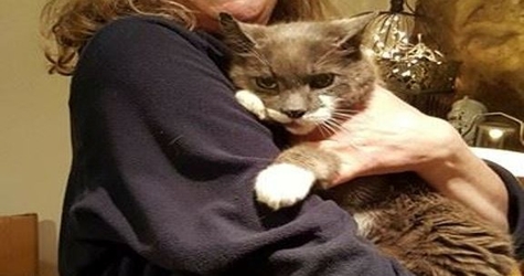 Cat Mysteriously Missing for 3 Years, Finally Reunited With Her Owner