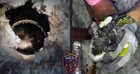 Firefighters Rescue Kitty Stuck in Dryer Vent