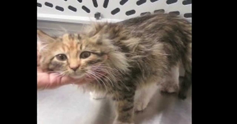 Kitten With Paws Frozen To The Ground Is Rescued