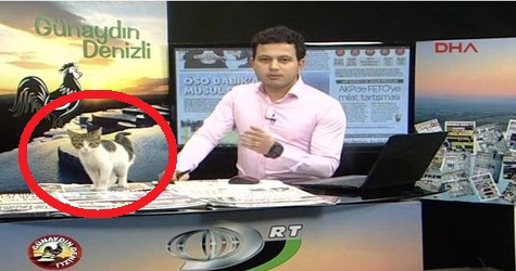 Stray Kitten Interrupted Live Morning TV Show In Turkey
