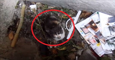 Tiny Poor Kitty Trapped In Storm Drain Meowing Desperately For Help Is Rescued