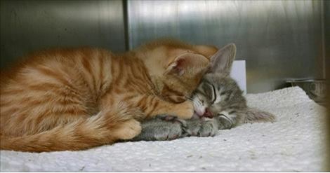This Picture of Shelter Kitties Hugging Each Other Will Melt Your Heart