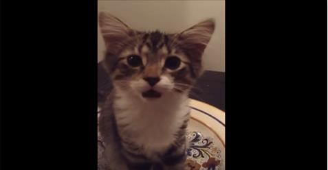Kitten Just Wakes Up from Nap And Has The Cutest Conversation With Its Human
