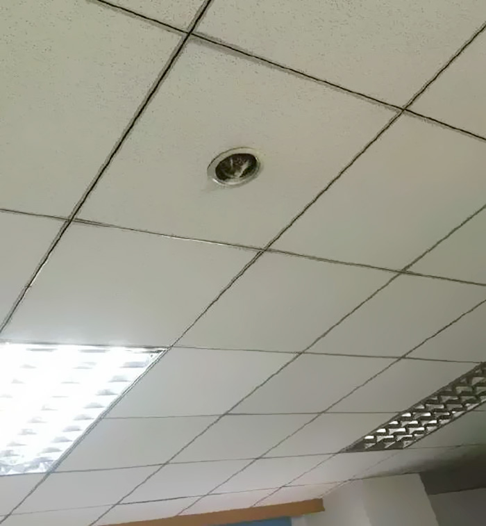 Priceless Moment Office Staff Noticed They’re Being Spied On By A Cutest Kitten