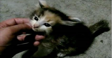 Stray Kitty Feels Loved for the First Time