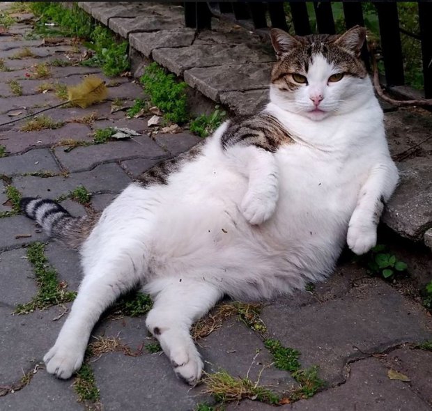 cat-statue-tombili-istanbul 1.jpg