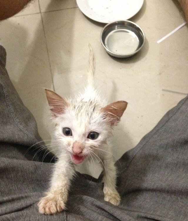 Kitten Found In Trash Can Rescued And Adopted By Its Rescuer 