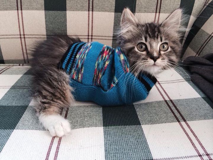 two-legged kitten, panccake
