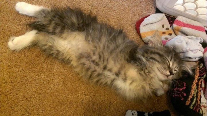 two-legged kitten, panccake
