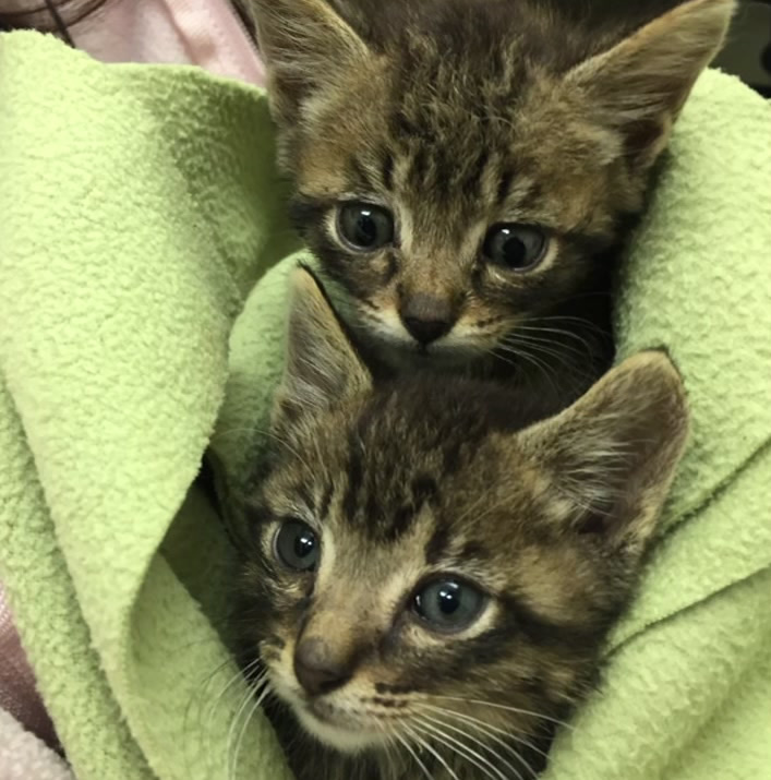 Rescued Kitties With Feet Bound By Rubber Bands 