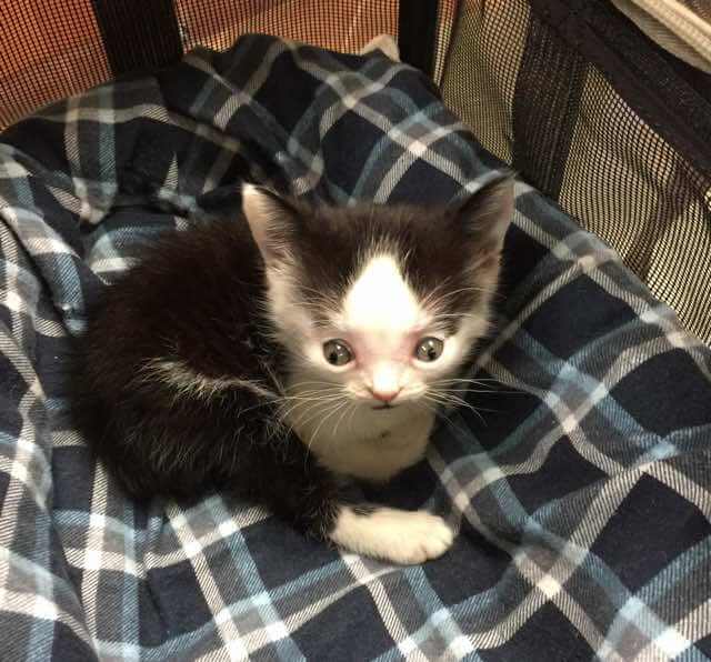 No One Wanted This Wonderful Kitty And The Reason Why Will Break Your Heart