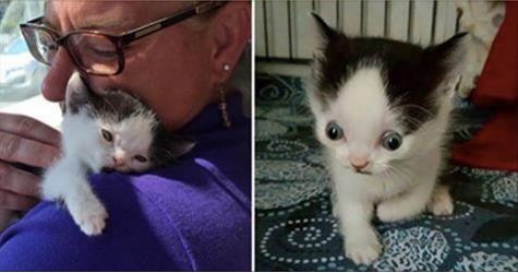 No One Wanted This Wonderful Kitty And The Reason Why Will Break Your Heart