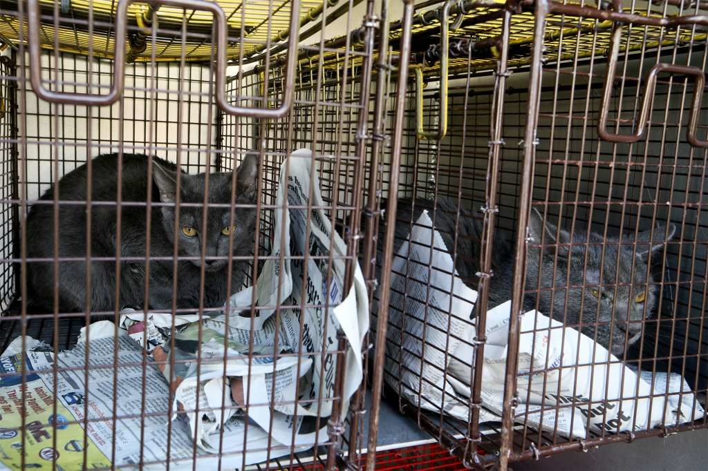 More Than 70 Cats Rescued From One House
