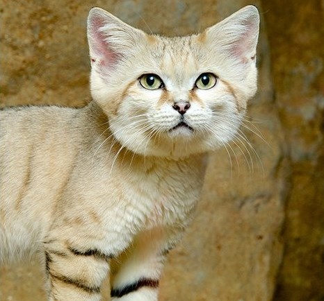 arabian-sand-cat-1