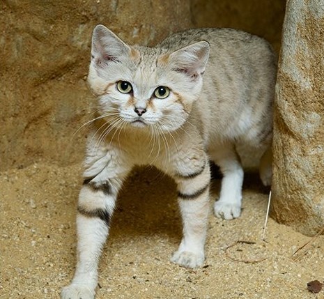 arabian-sand-cat-5