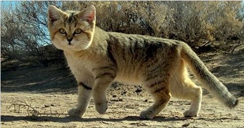 arabian sand cats