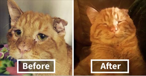 Couple Adopts ‘Saddest Cat’ Waiting To Be euthanized , Here’s How Cat Transformed In Only One Hour