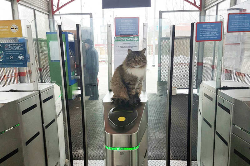 Cat Controller Appeared At The Railway Station