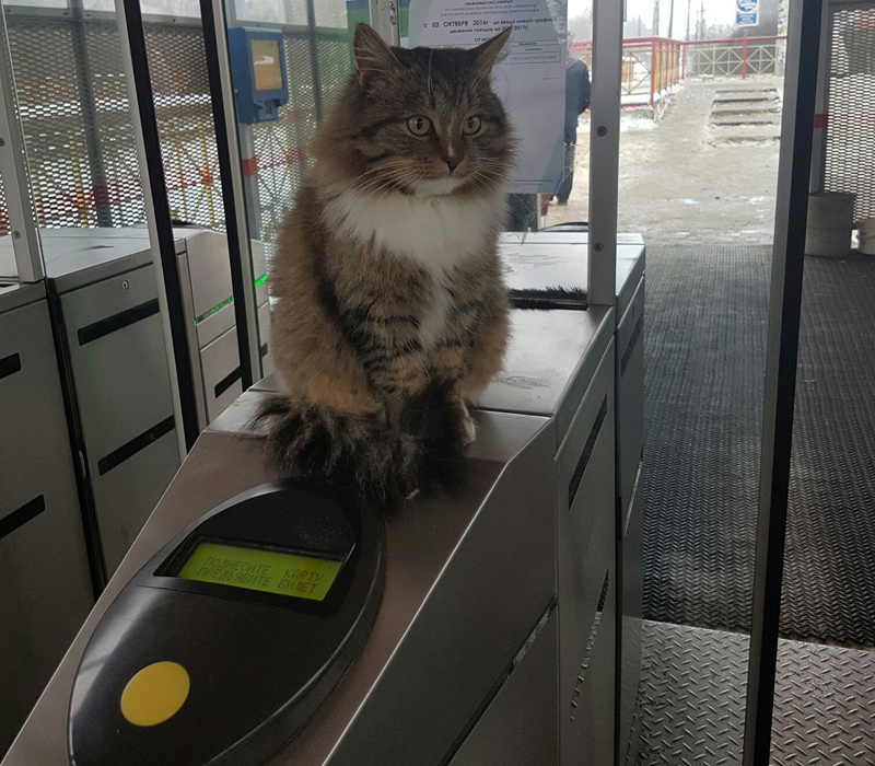 Cat Controller Appeared At The Railway Station