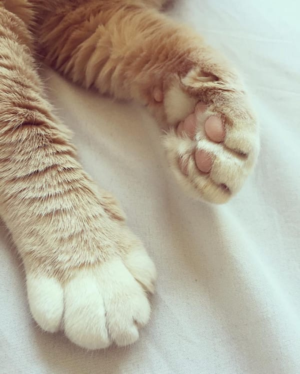 Declawing Your Cat Now Is Illegal In New Jersey