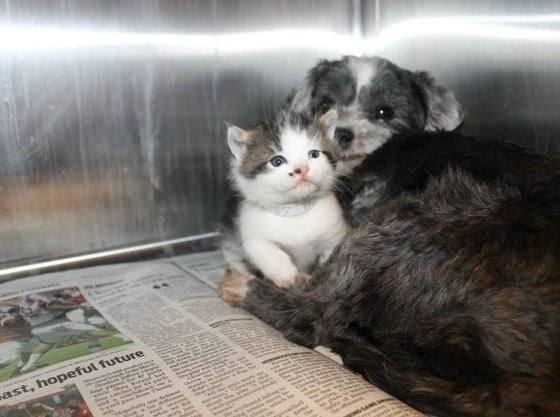 dog and adopted kitten rescued