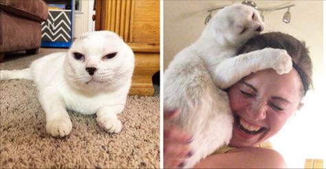 Woman Adopts Deaf Senior Cat Without Ears, Everybody Ignored, And After That He Rescues Her