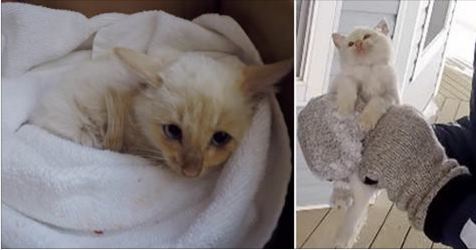 Frozen Nearly Dead Kitty , Rescued By Kind Family