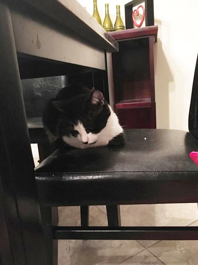 They Lost Their Cat, But Rescued An Identical Cat