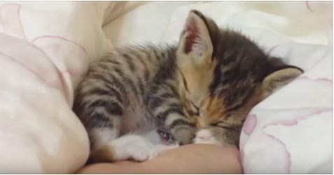 If You Feel Stressed Today, Just Watch This Cute Kittens Sleeping