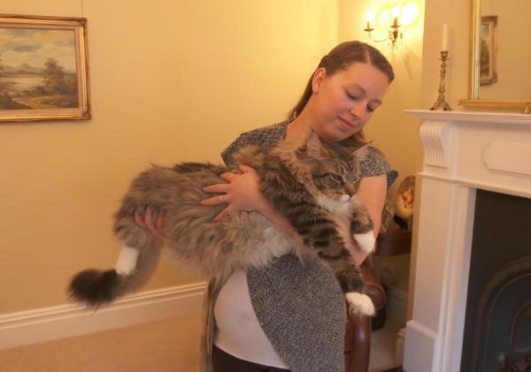 Nearly 4-foot-long Maine Coon cat Earned The Guinness World Record For The Longest Cat