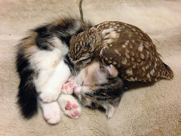 owl-and-kitten-1