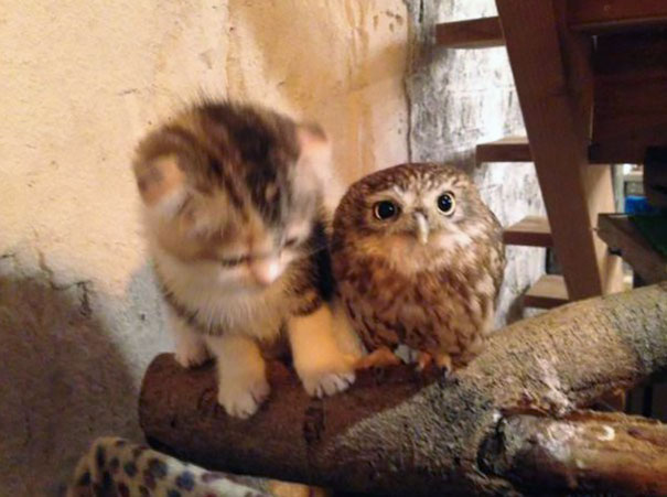 owl-and-kitten-3