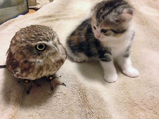 owl-and-kitten-4
