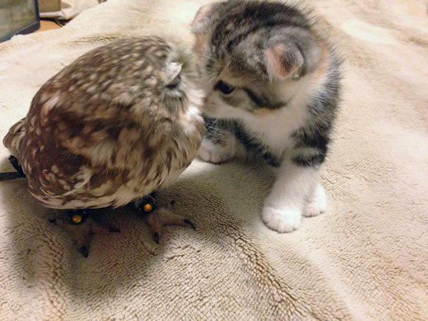 owl-and-kitten-5