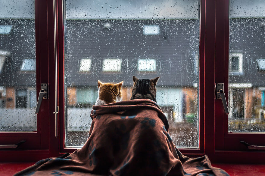 cats on rainy day